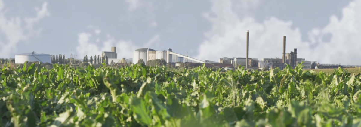 VIATUS: Optimizing the Logistics of a French Sugar Mill Network 